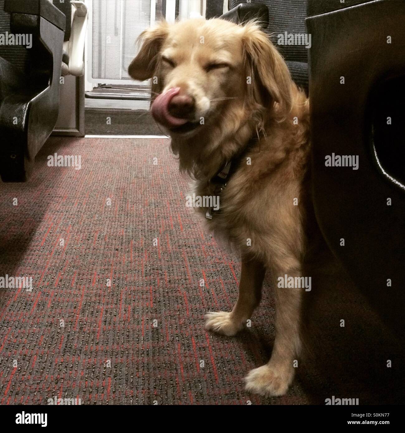 Traveling dog enjoying a ride on a train. - Smartphone Captured Stock Image
