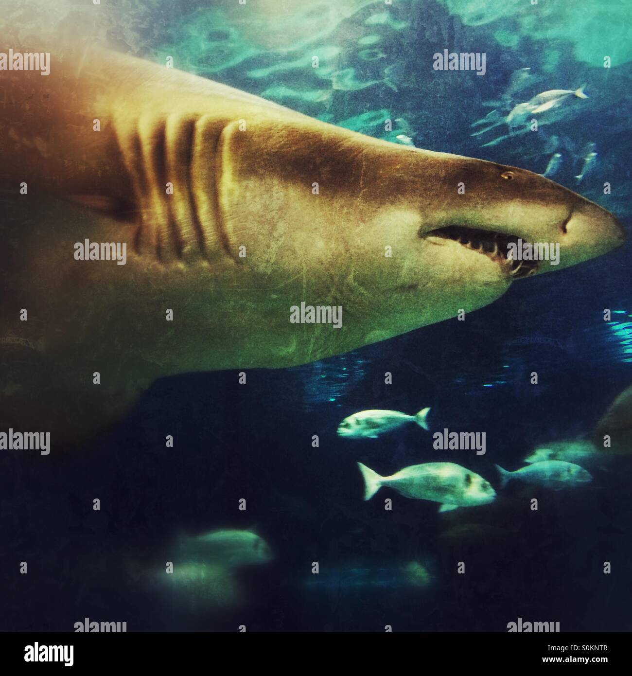 A shark swimming in the Aquarium, Barcelona, Spain - Smartphone Captured Stock Image