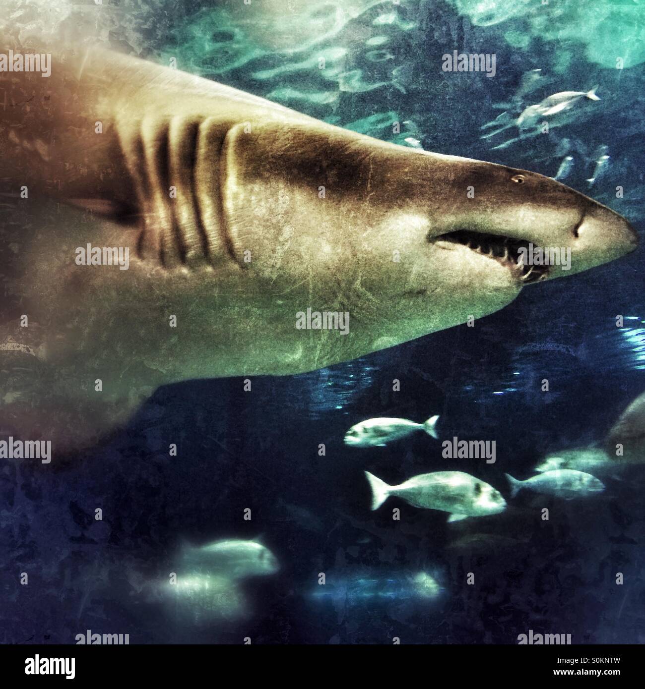 A shark swimming in the Aquarium, Barcelona, Spain - Smartphone Captured Stock Image