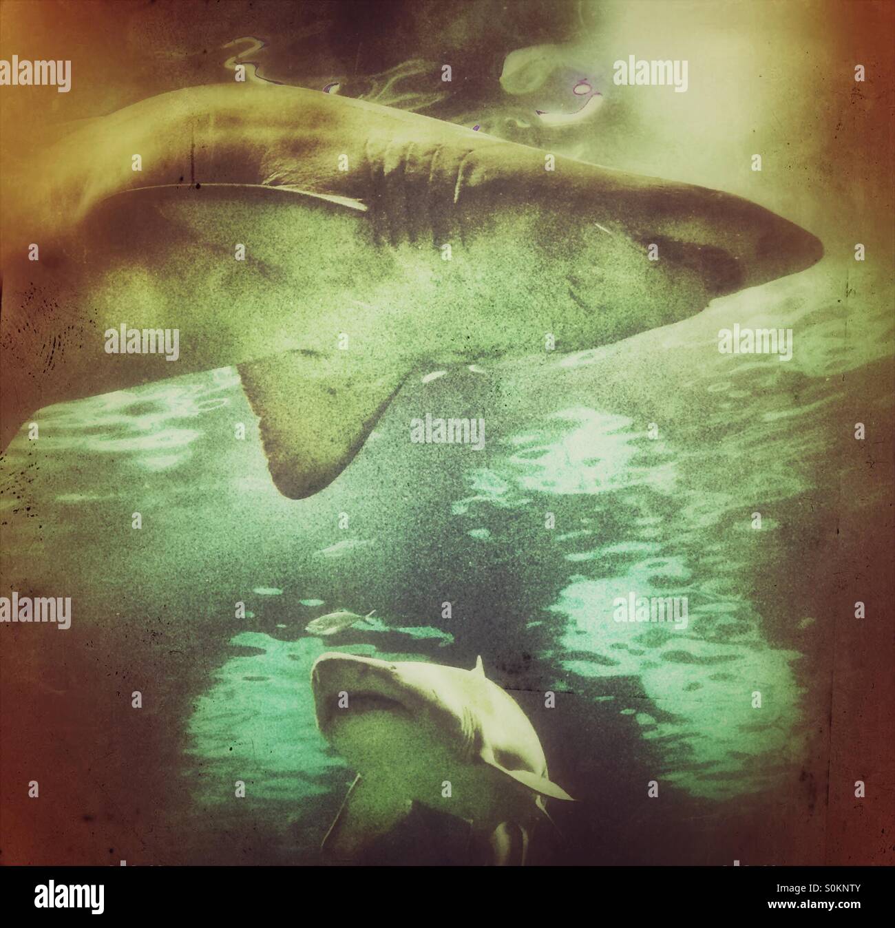 A shark swimming in the Aquarium, Barcelona, Spain - Smartphone Captured Stock Image