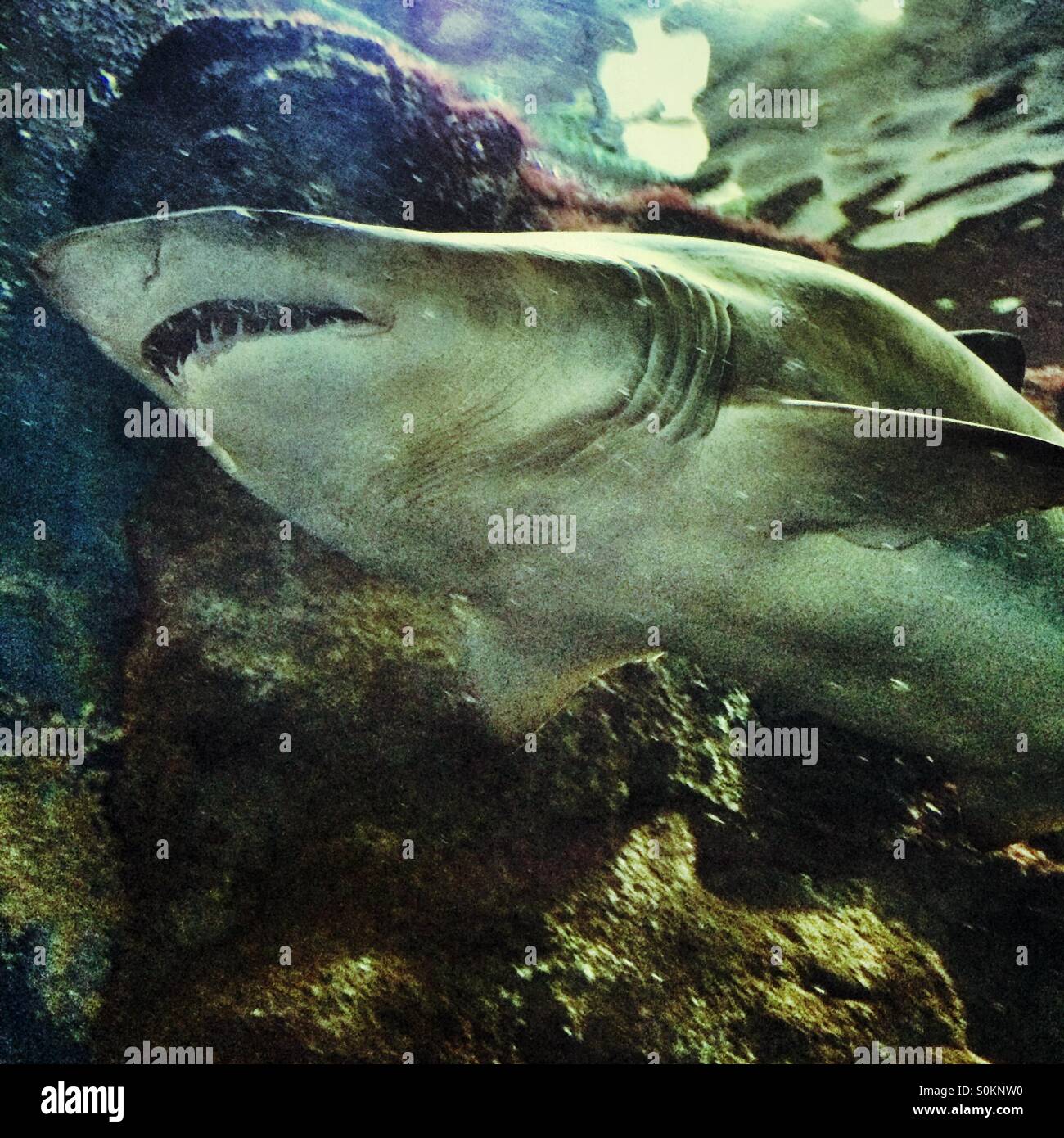 The underneath of a shark swimming in the Aquarium, Barcelona - Smartphone Captured Stock Image