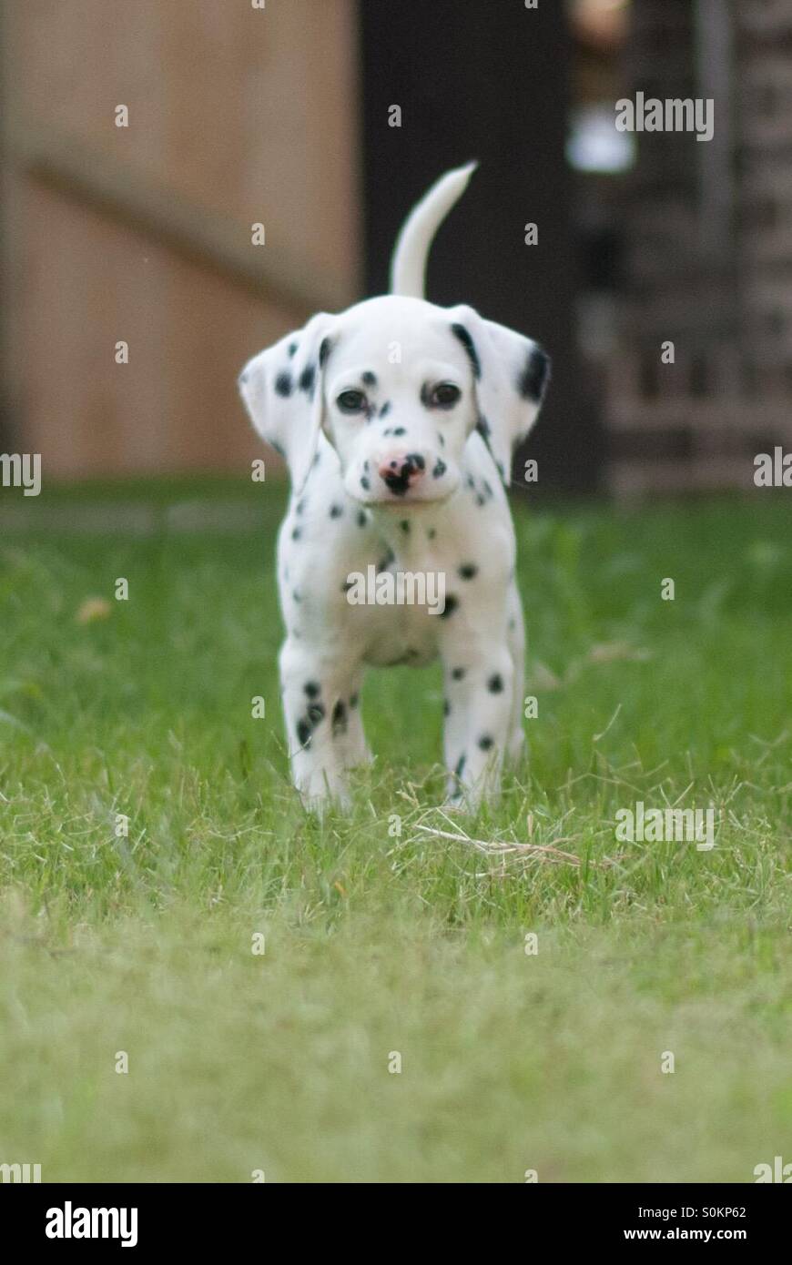 Puppy spots sale