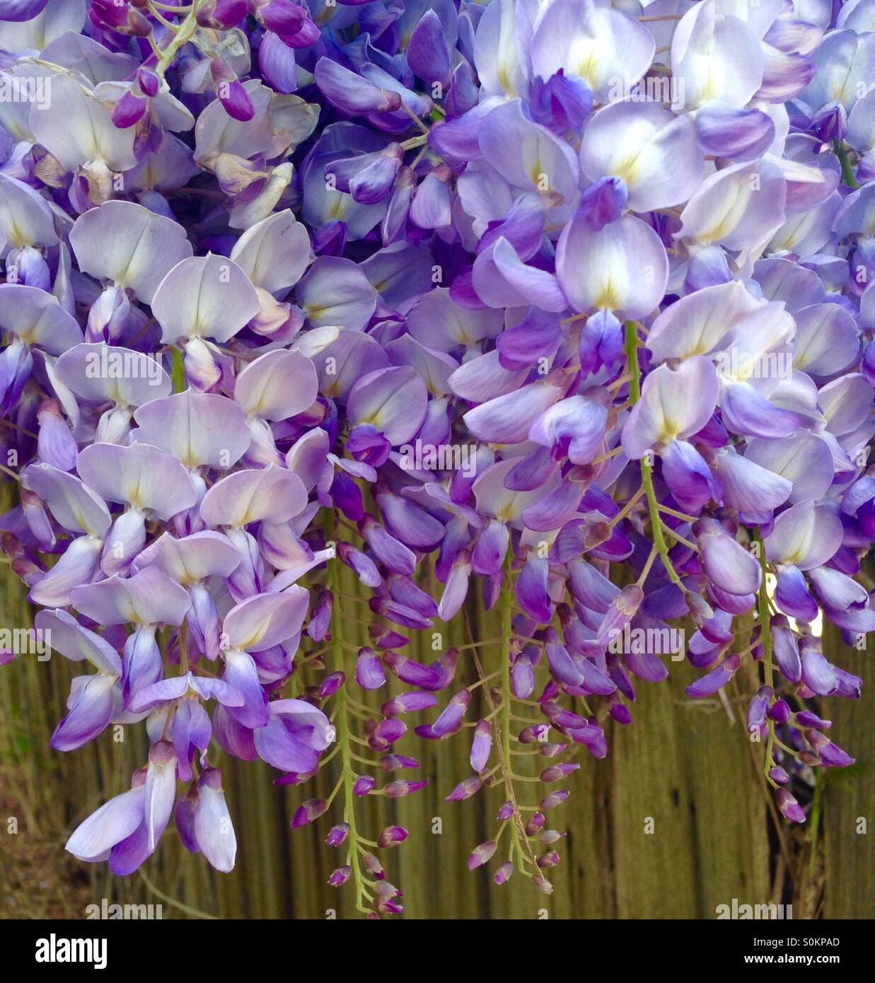 Wisteria flowering - Smartphone Captured Stock Image