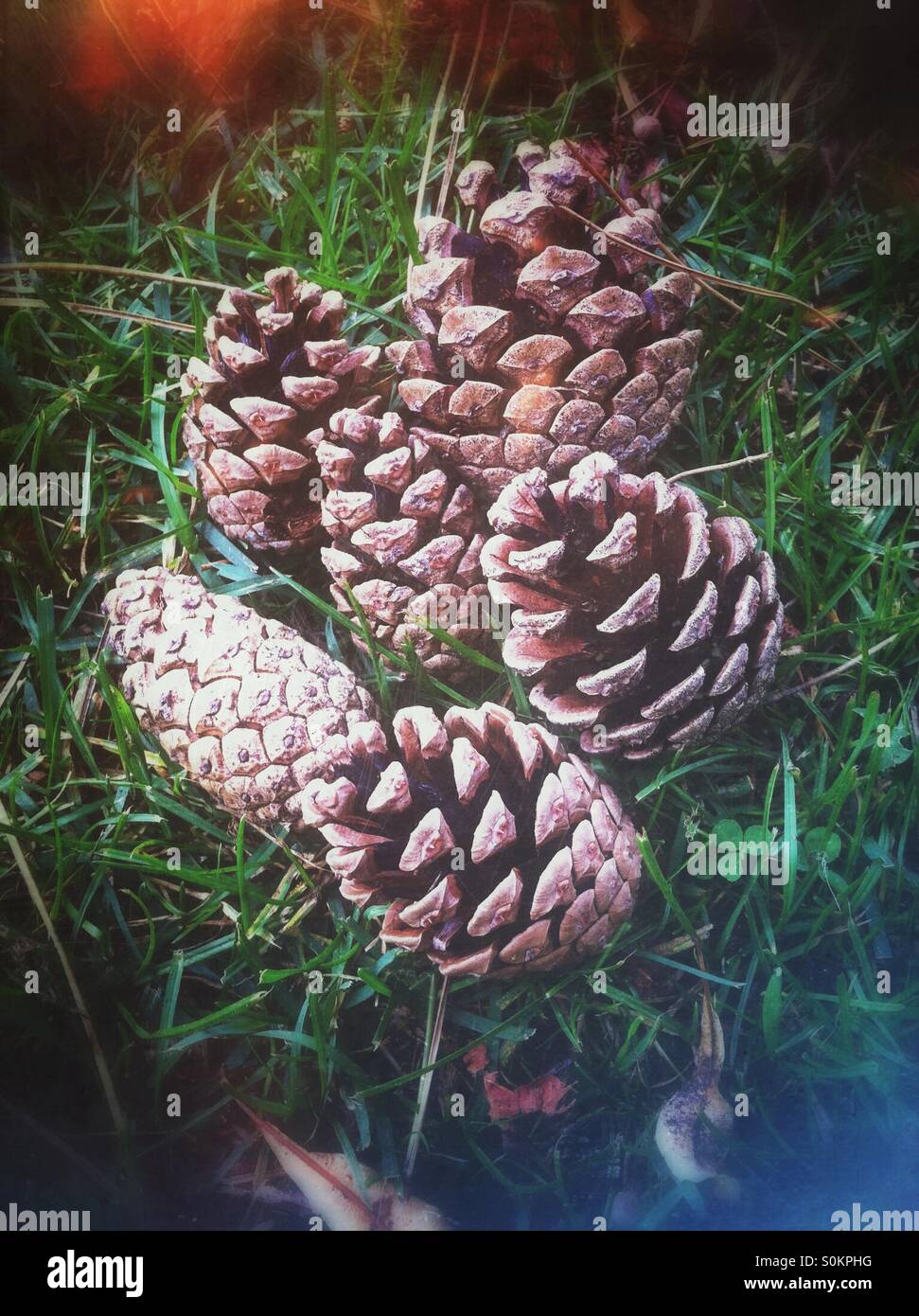 Close up of pine cones on the grass England UK - Smartphone Captured Stock Image
