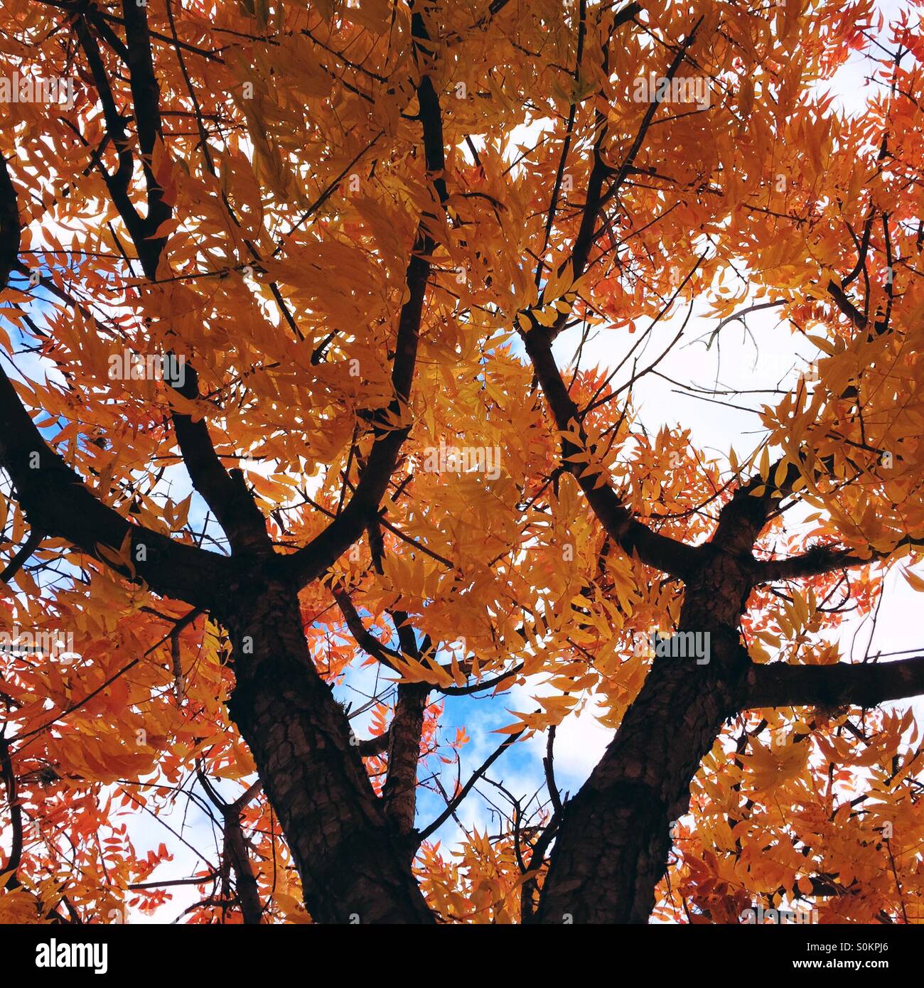 Looking up at tall trees with fiery bright orange leaves / fall autumn ...