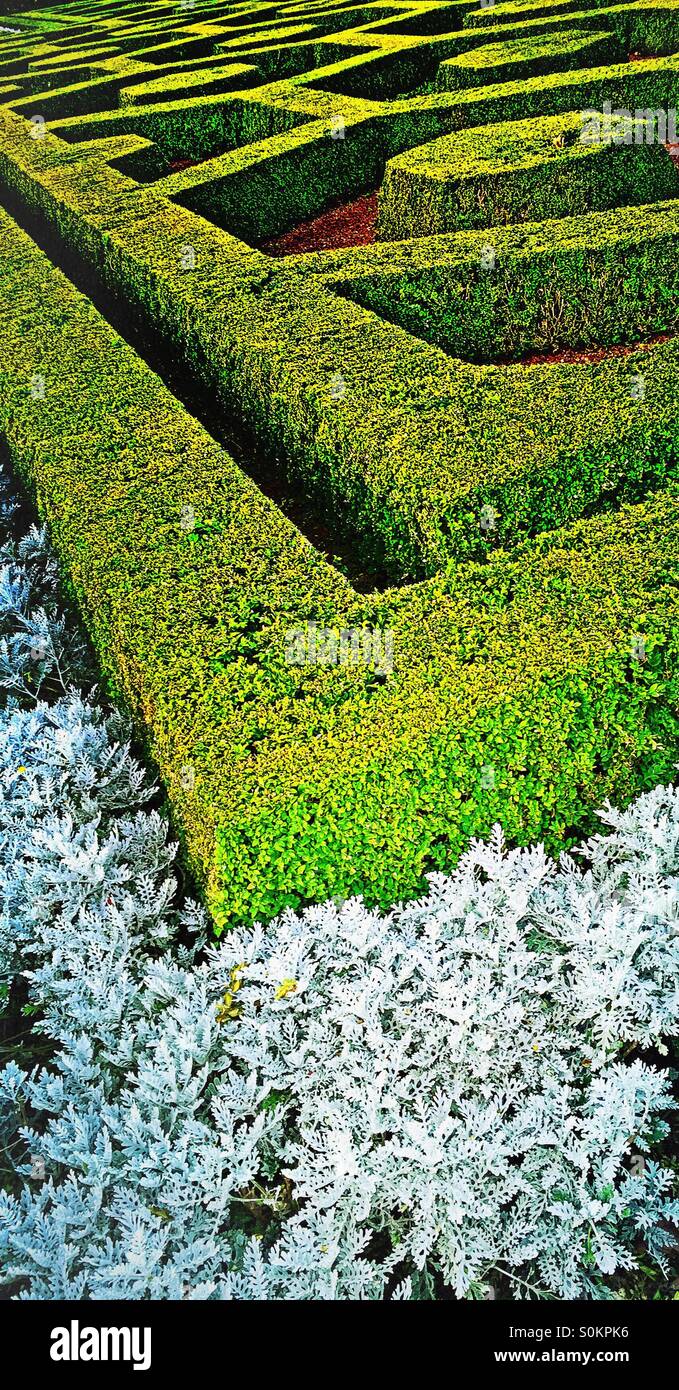 Trimmed hedges in a botanical garden - Smartphone Captured Stock Image