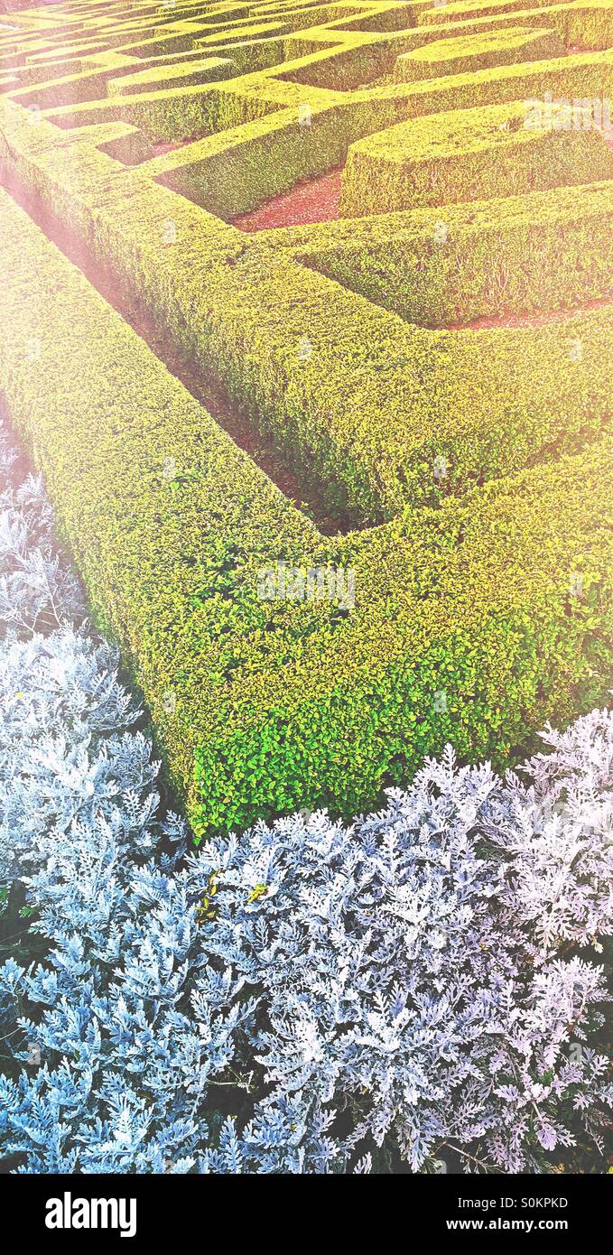 Trimmed hedges in a botanical garden - Smartphone Captured Stock Image