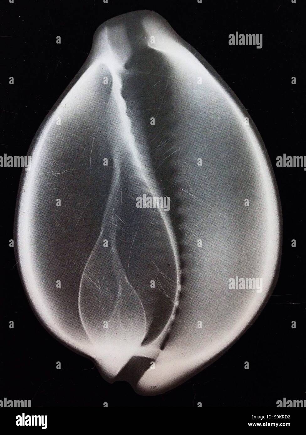 Shell - Smartphone Captured Stock Image