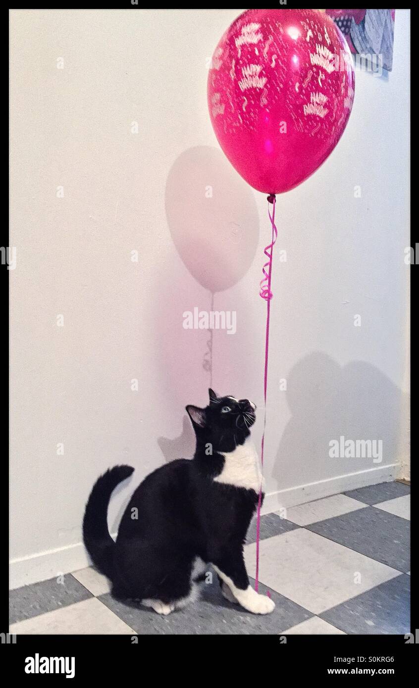 Tuxedo cat playing with a dark pink birthday ballon. Stock Photo