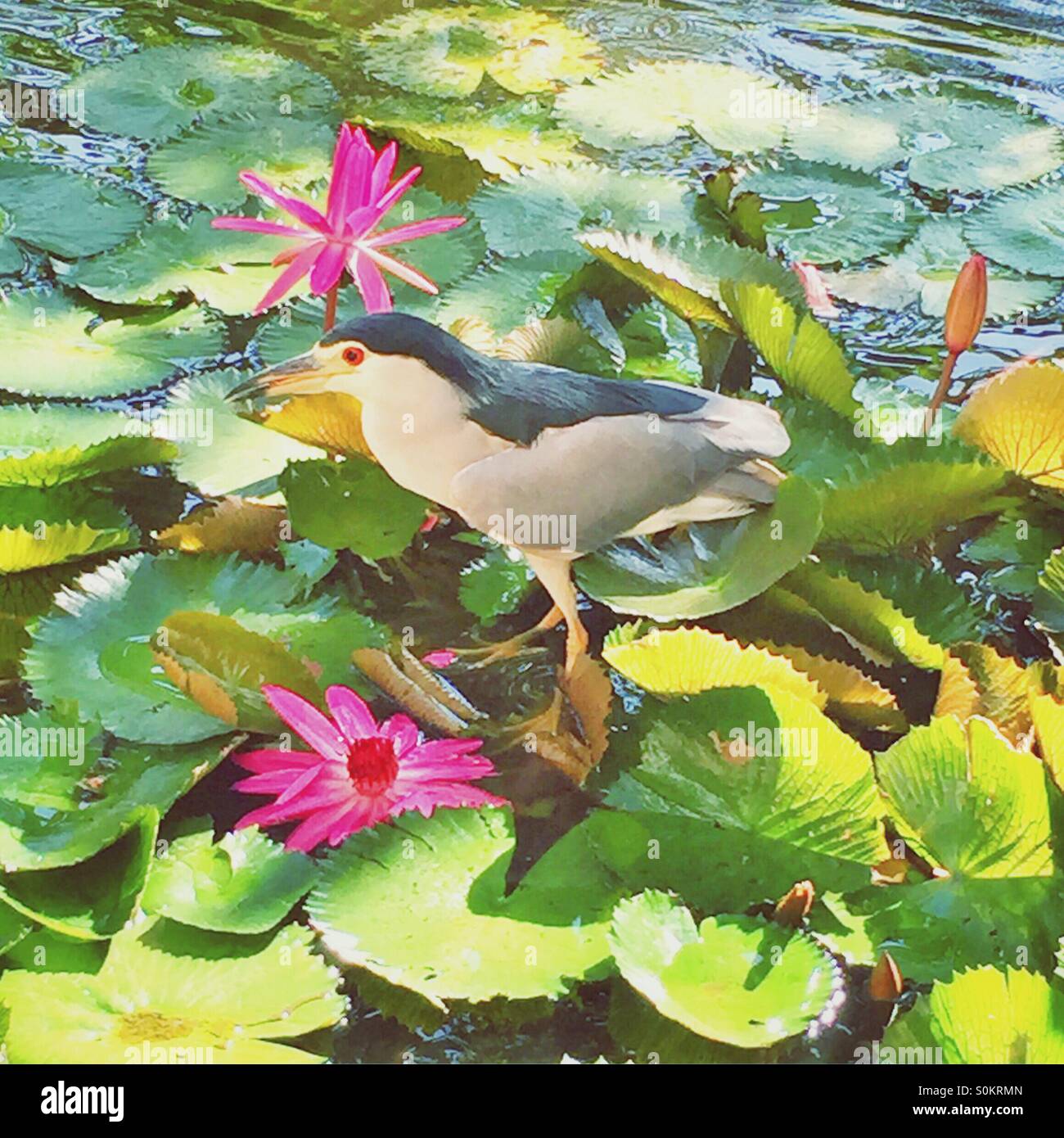 bird in a lily pond Stock Photo