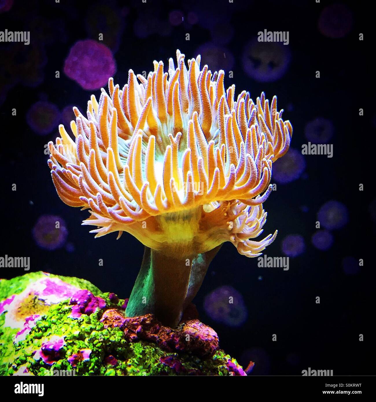 Soft coral in marine tank Stock Photo
