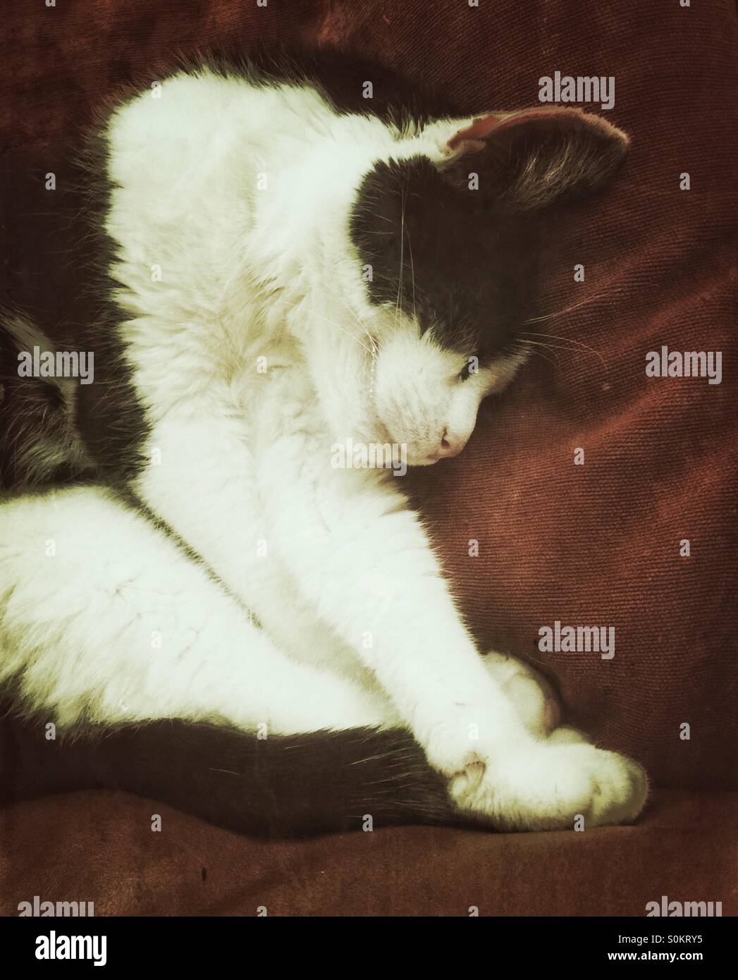 My cat sleeping against a cushion - Smartphone Captured Stock Image