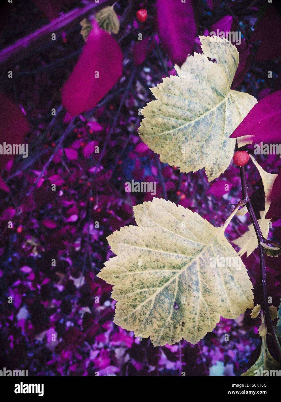 Changing seasons. Yellow and purple autumn leaves. - Smartphone Captured Stock Image