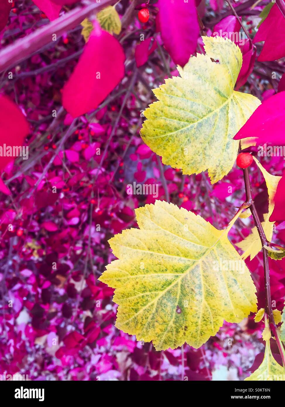 Bright autumn leaves on a bright fall day. - Smartphone Captured Stock Image