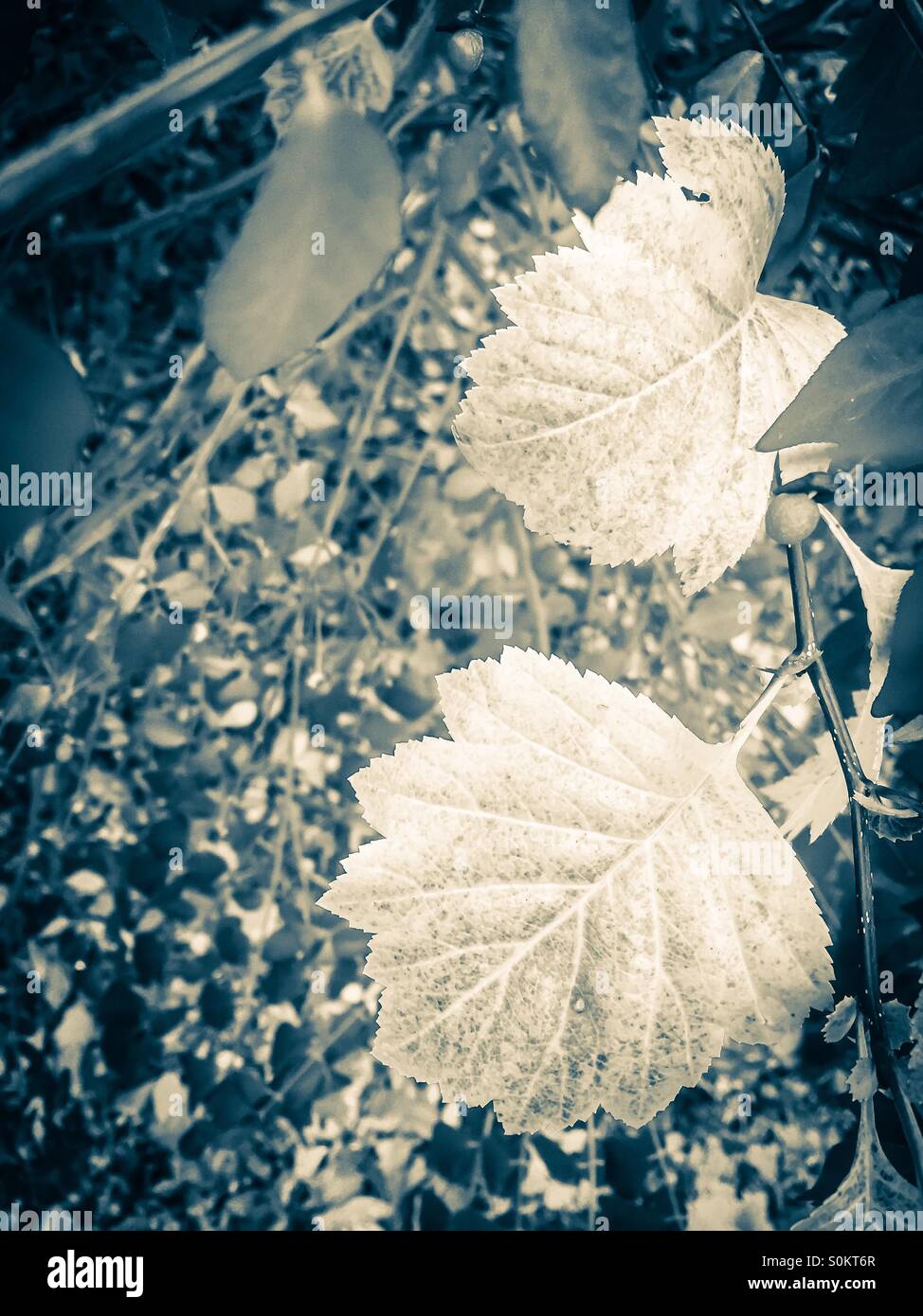 Melancholic view of the changing leaves of autumn. - Smartphone Captured Stock Image