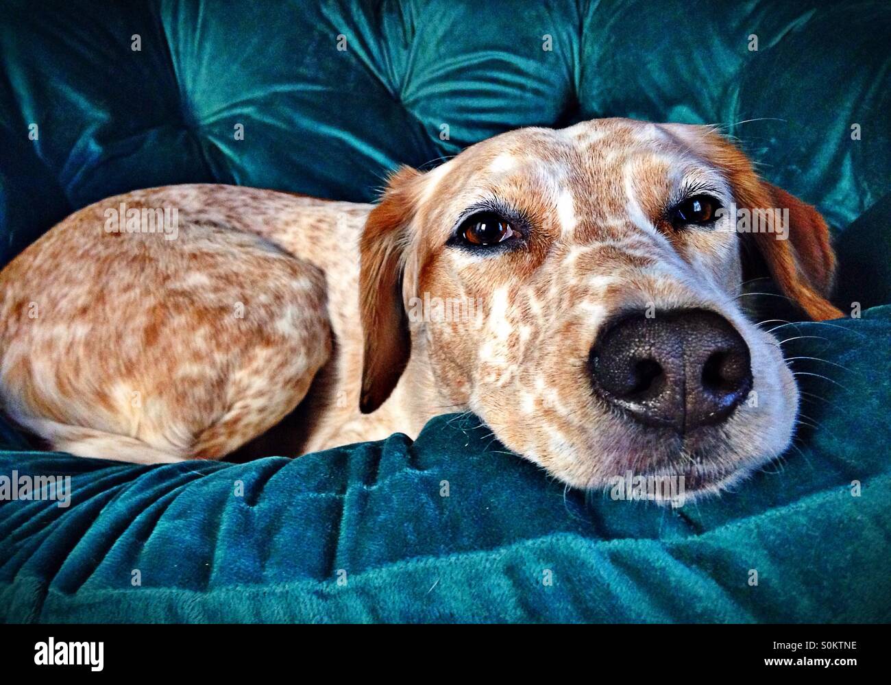 White brown speckled dog lying hi-res stock photography and images - Alamy