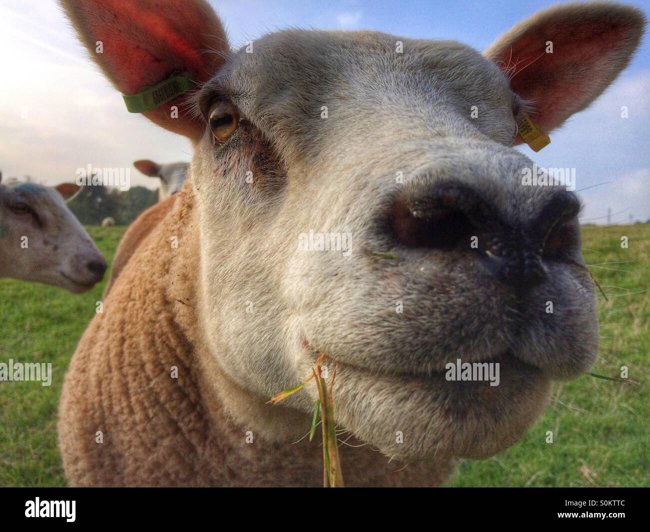 Nosey Sheep - Smartphone Captured Stock Image