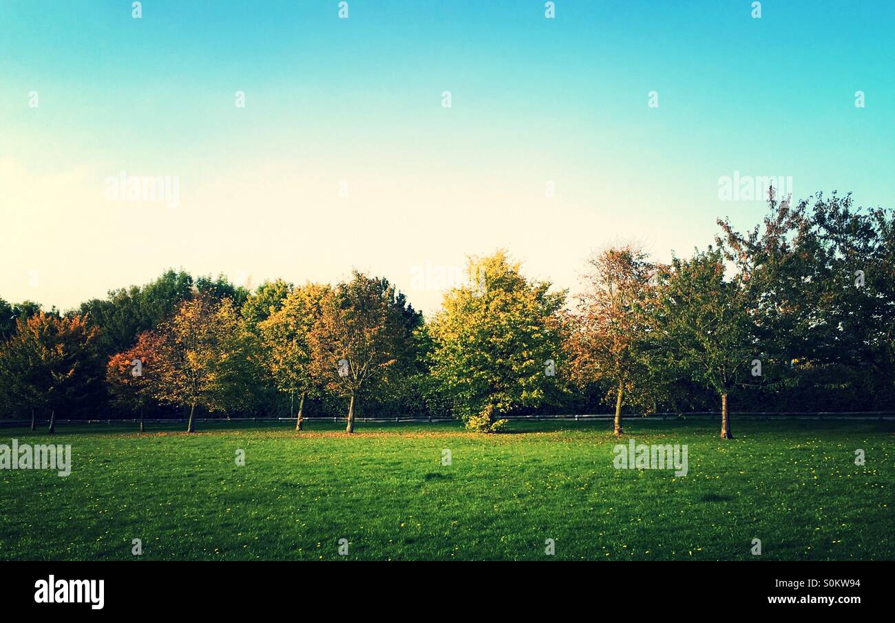 Autumn changes on trees - Smartphone Captured Stock Image