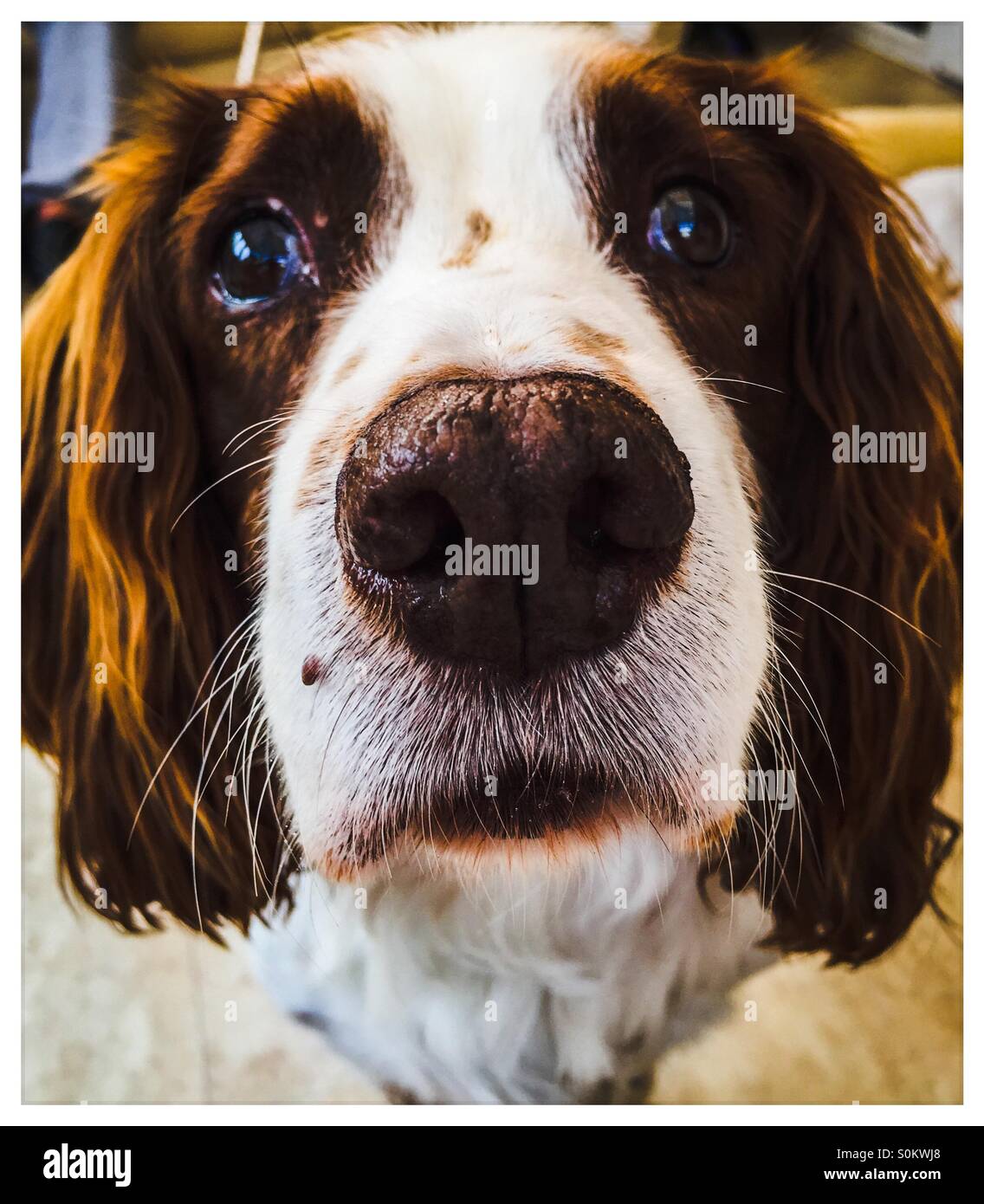 Springer spaniel dog face Stock Photo