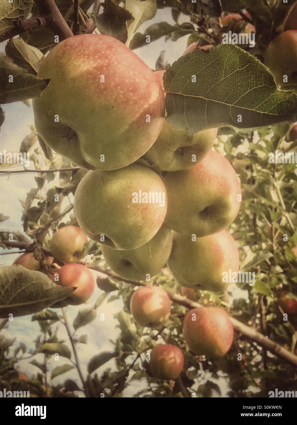Honeycrisp apples growing in orchard, Berkshires region, Massachusetts, USA Stock Photo Alamy