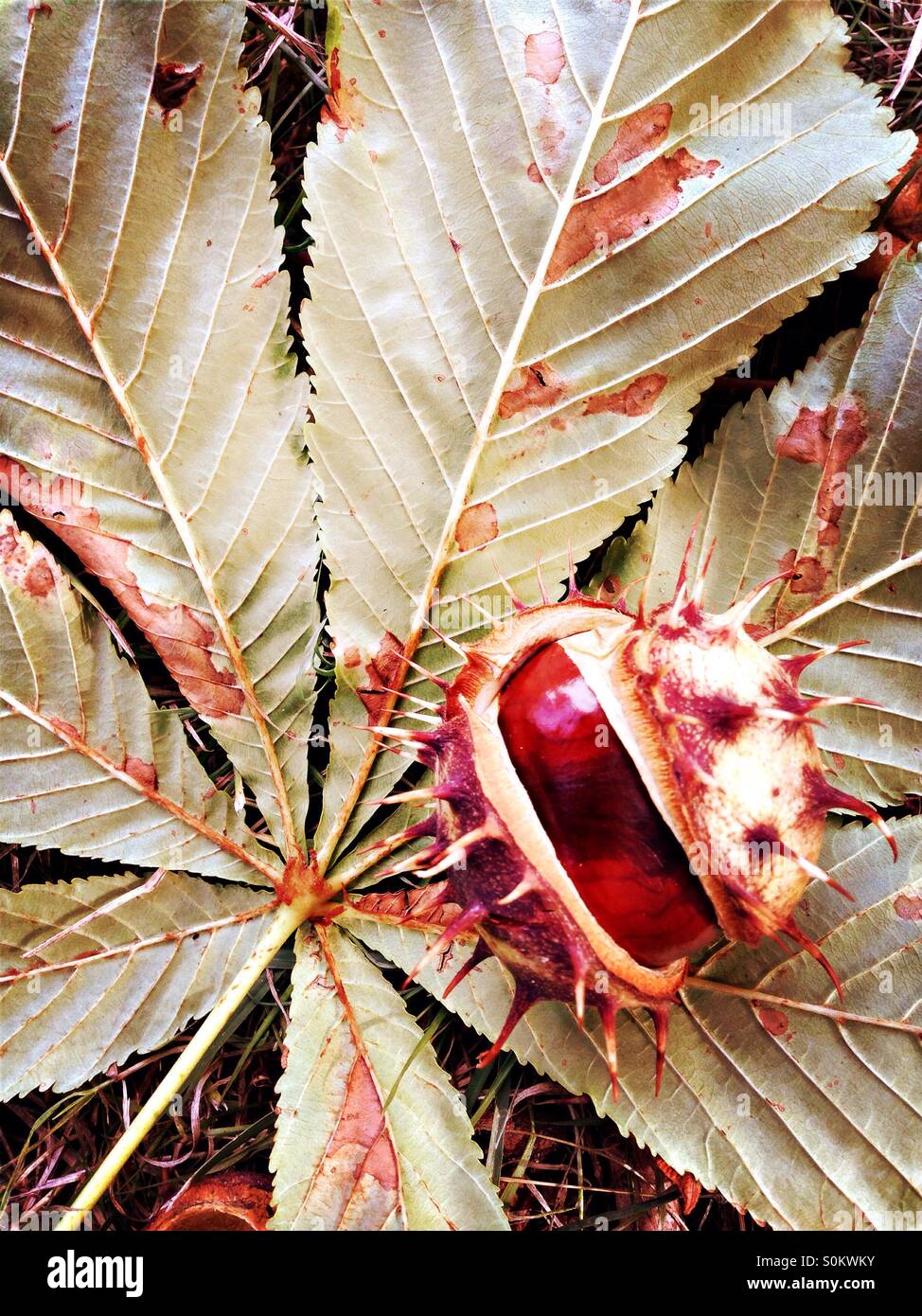 Seed and leaf of a horse chestnut tree - Smartphone Captured Stock Image