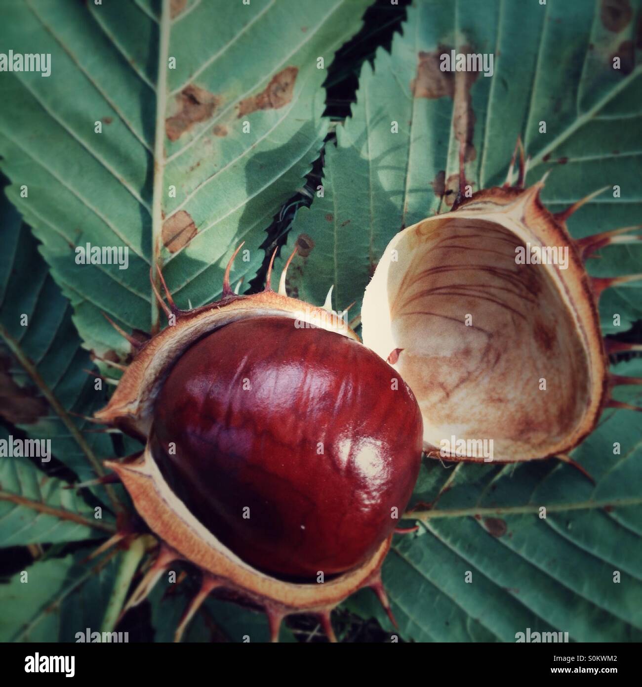 Seed and leaf of a horse chestnut tree - Smartphone Captured Stock Image
