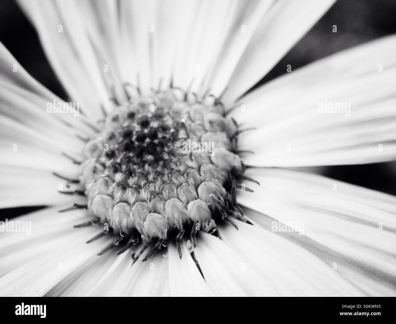 Black and white flower - Smartphone Captured Stock Image