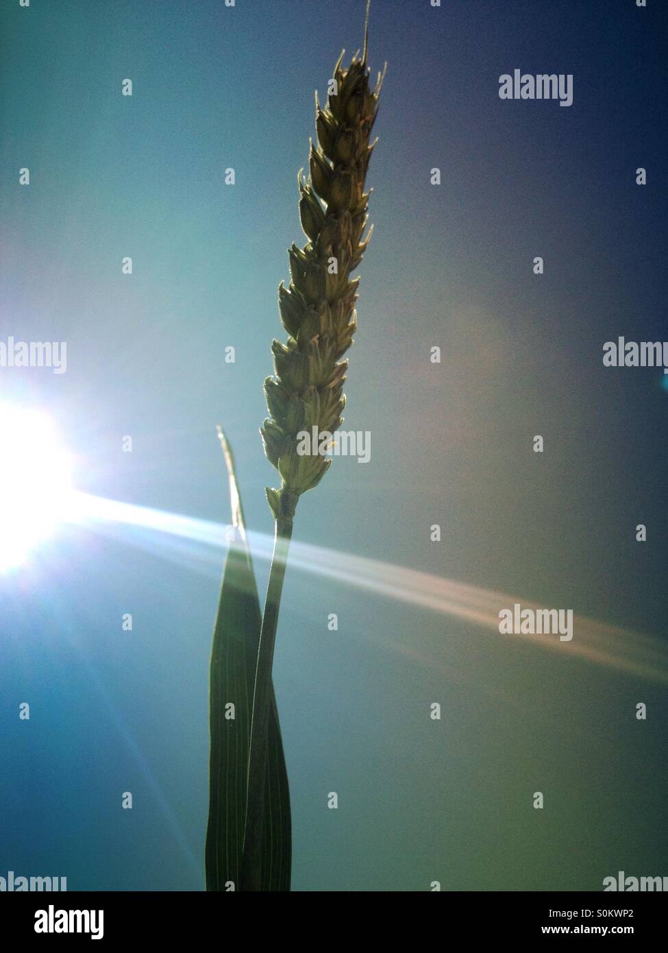 Stem of wheat - Smartphone Captured Stock Image