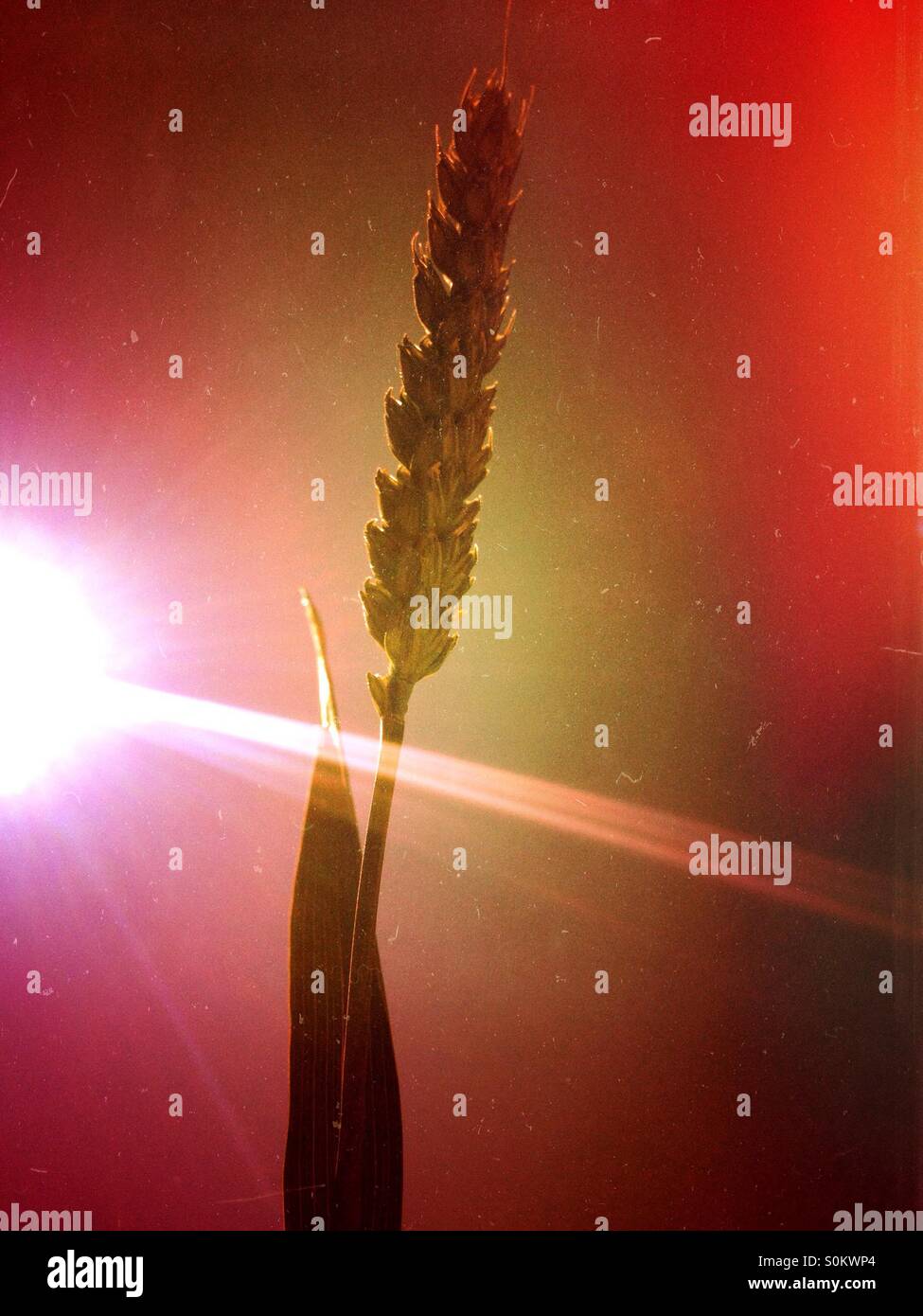 Stem of wheat - Smartphone Captured Stock Image