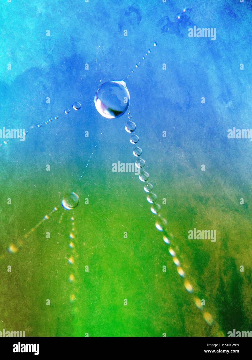 Dew drops on a cobweb - Smartphone Captured Stock Image