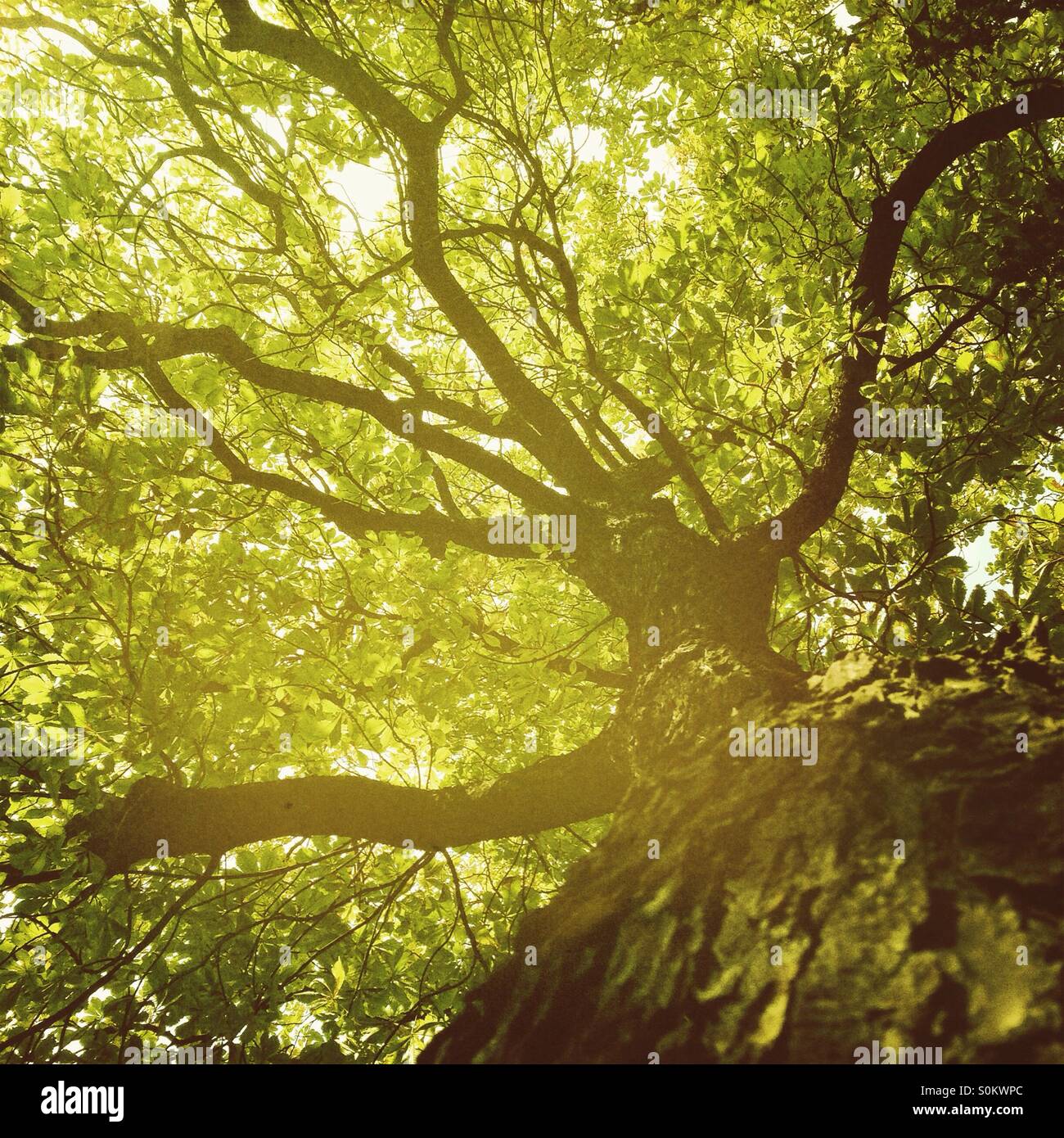 Tree - Smartphone Captured Stock Image