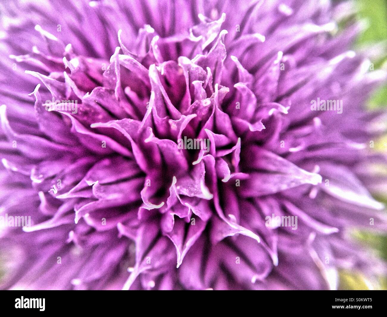 Chives flower - Smartphone Captured Stock Image