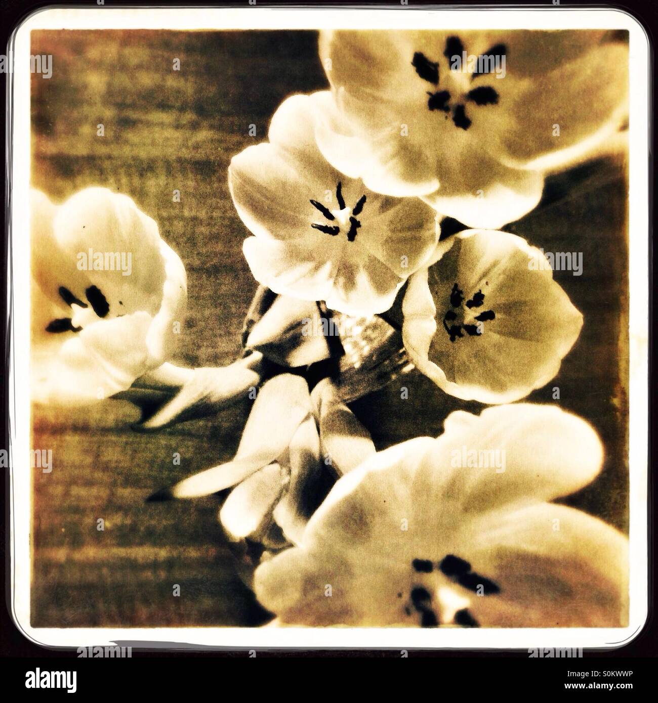 Tulips selective focus with art filter monochromatic - Smartphone Captured Stock Image