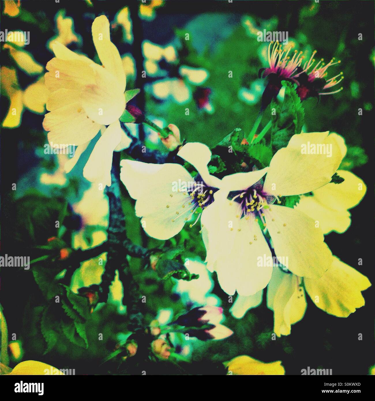 Spring crabapple flowers in bloom - Smartphone Captured Stock Image