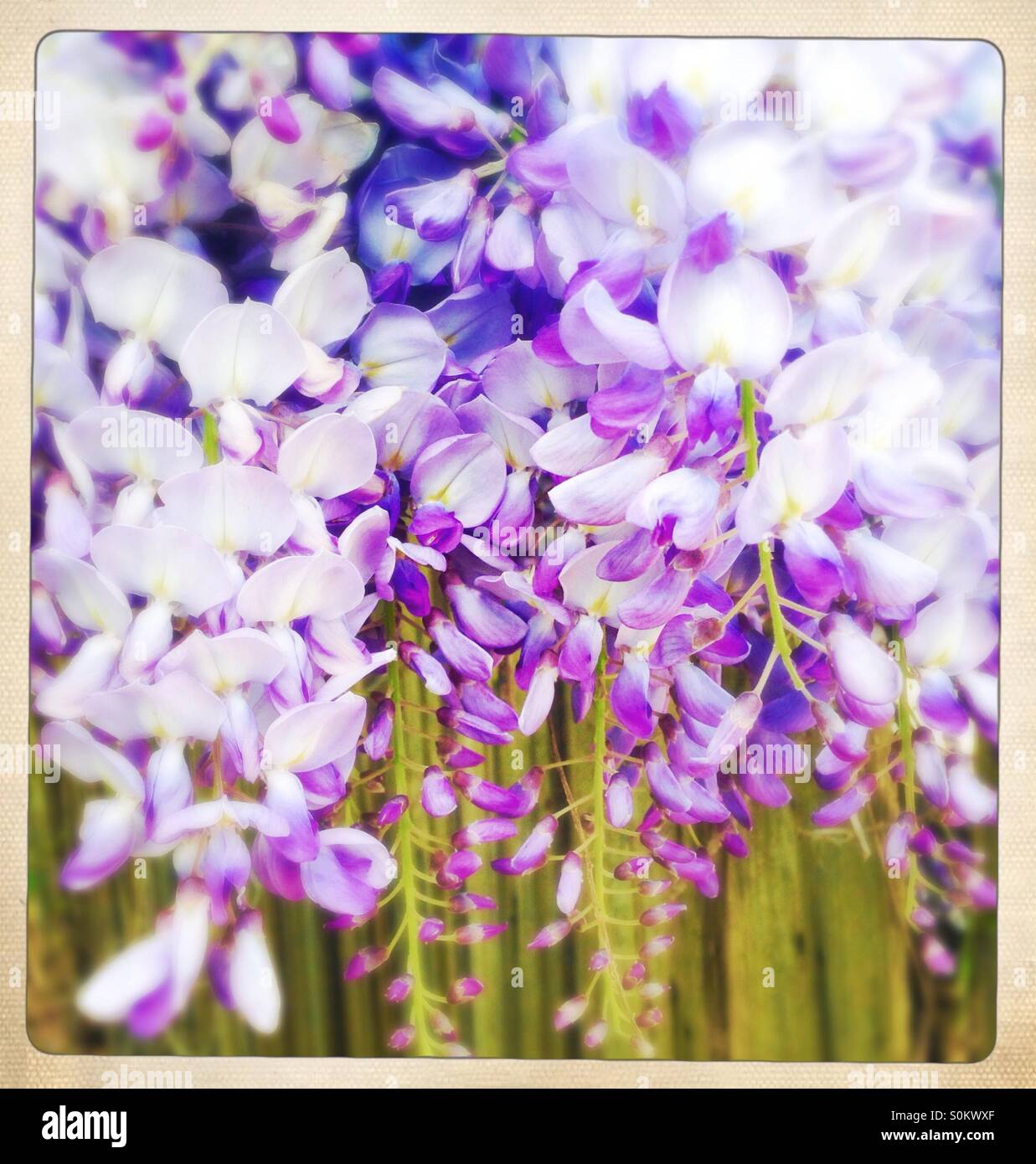 Wisteria flowers in full bloom soft focus filter - Smartphone Captured Stock Image