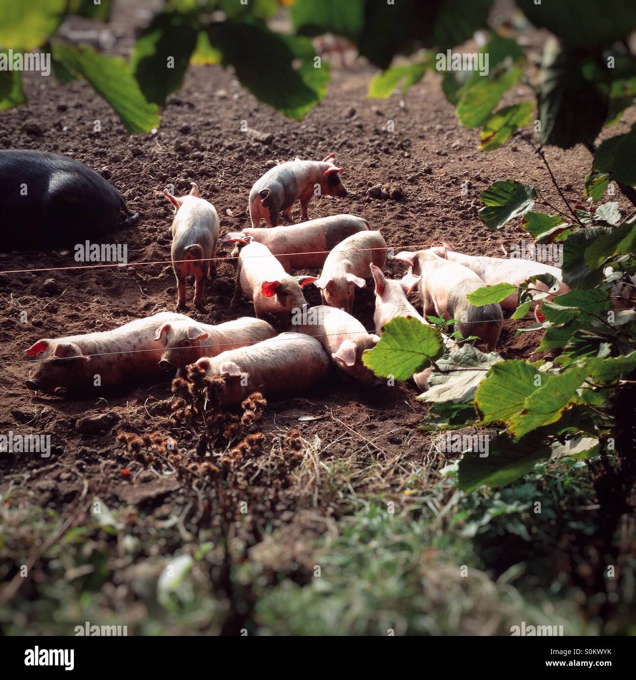 Group of free range piglets in a muddy field, Hampshire, England, United Kingdom - Smartphone Captured Stock Image