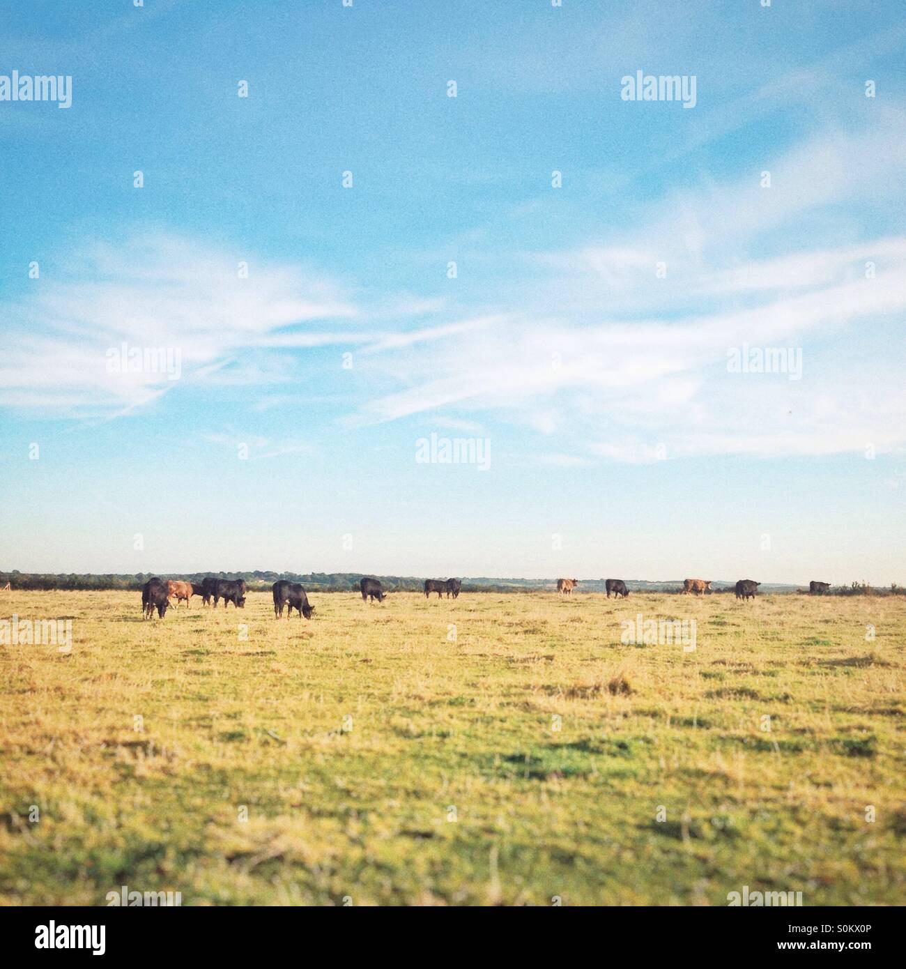 Heard of Aberdeen Angus cattle in a field, Hampshire, England - Smartphone Captured Stock Image