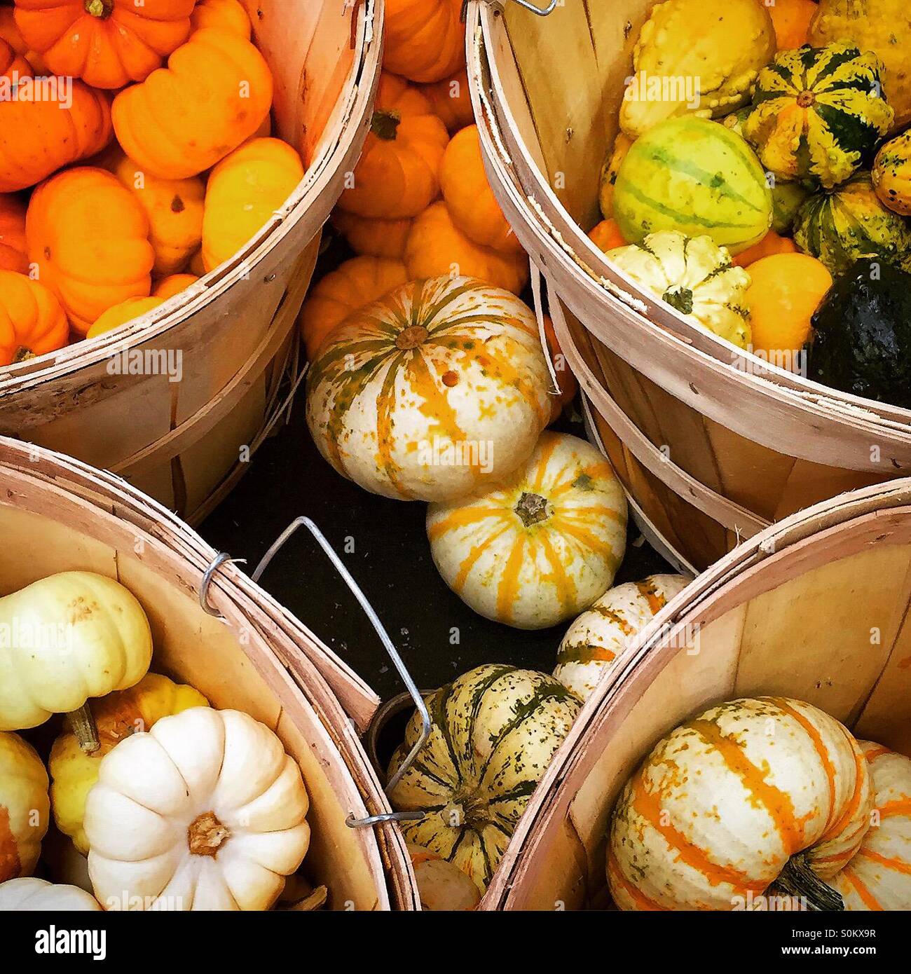 An explosion of fall mini pumpkins and gourds galore Stock Photo Alamy
