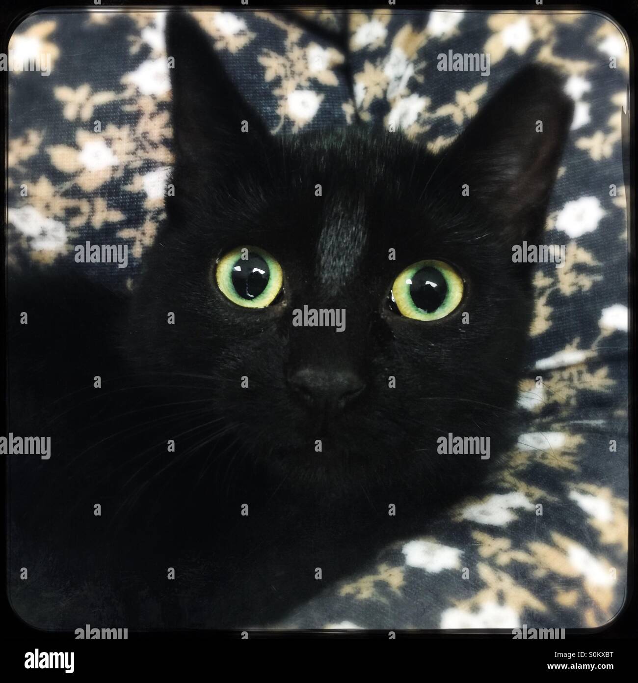 Beautiful black kitten with green eyes - Smartphone Captured Stock Image