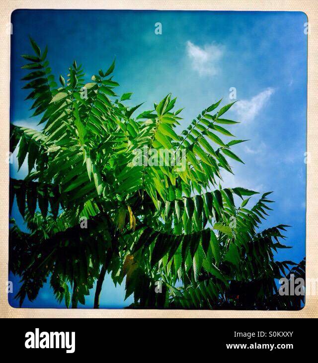 Sumac tree hires stock photography and images Alamy