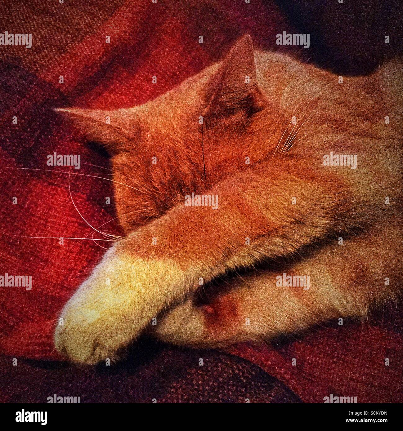 Sleeping ginger and white cat with paws over face - Smartphone Captured Stock Image
