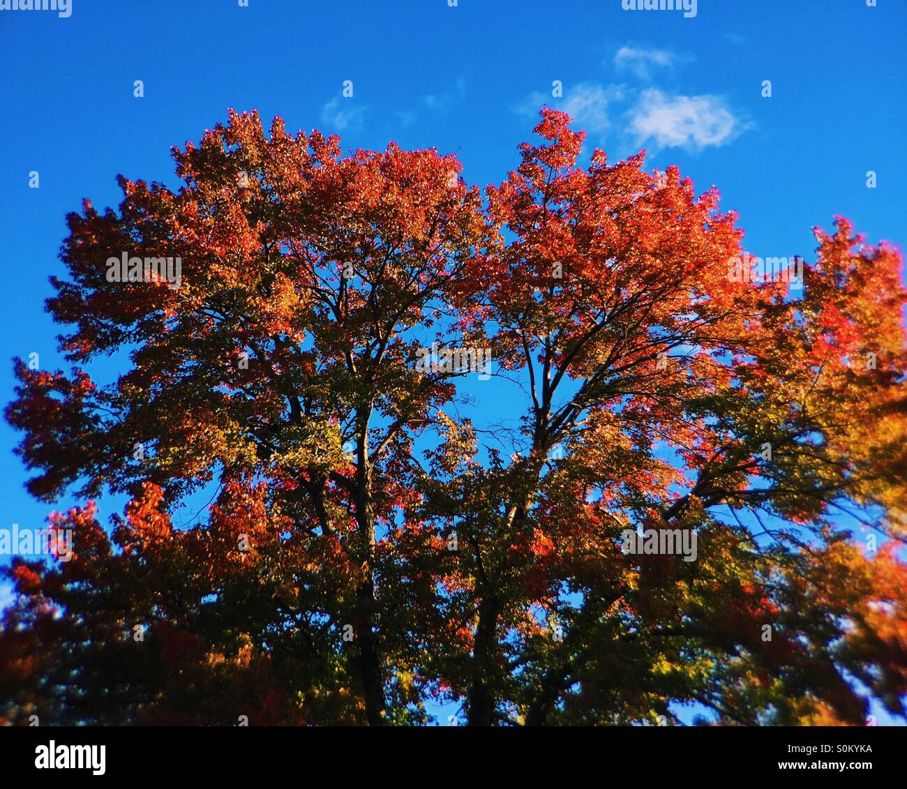Fall crowning glory Stock Photo - Alamy 