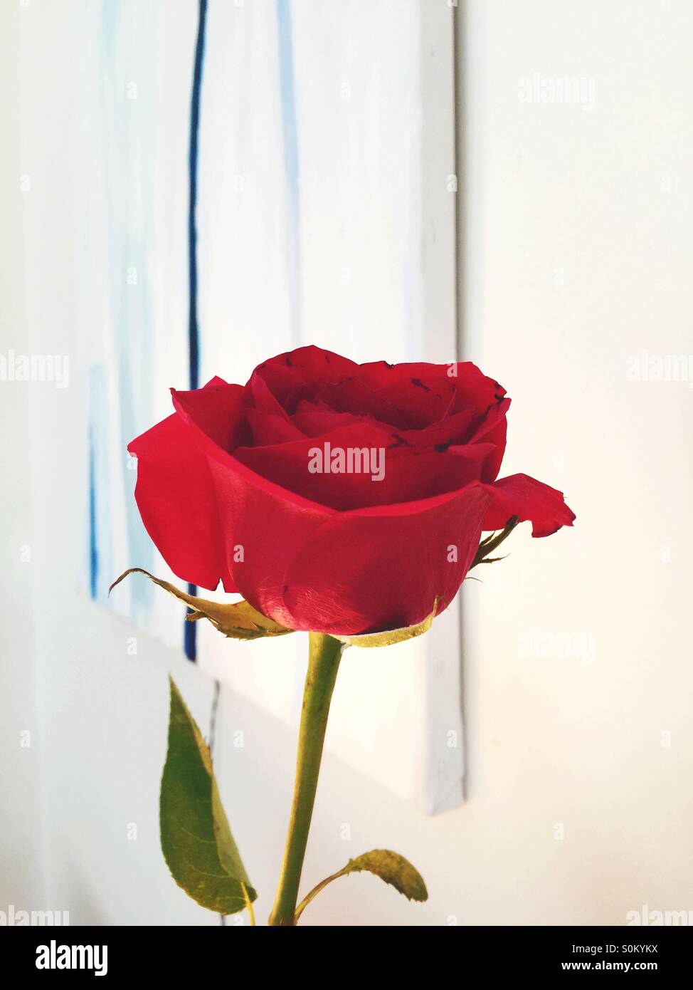 Happy Birthday! Vase with beautiful rose flowers on table near white brick  wall Stock Photo - Alamy