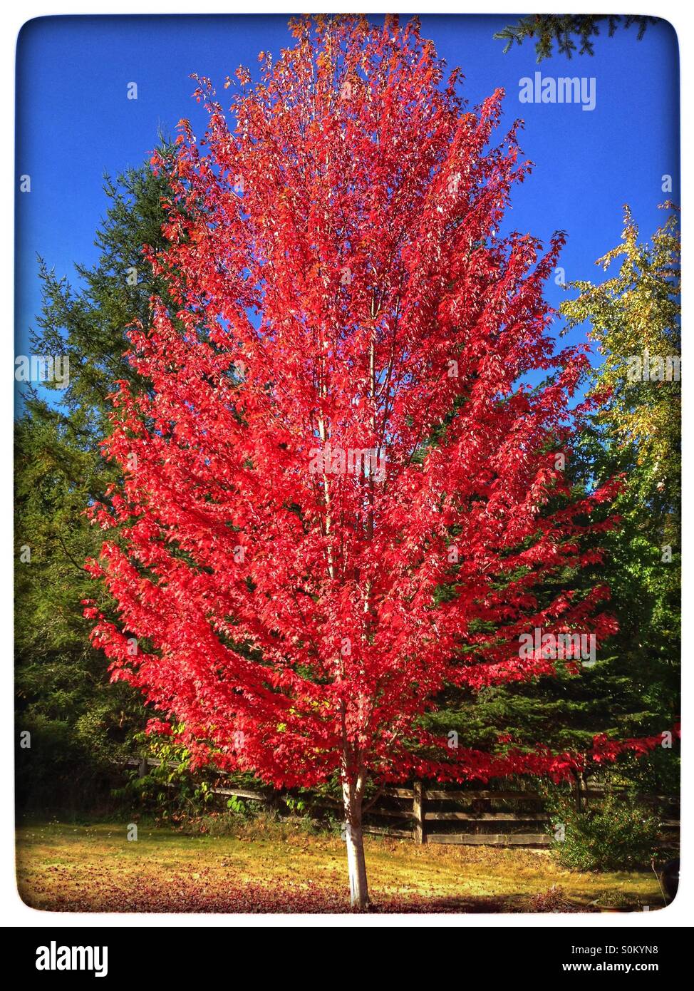 Maple tree red leaves - Smartphone Captured Stock Image
