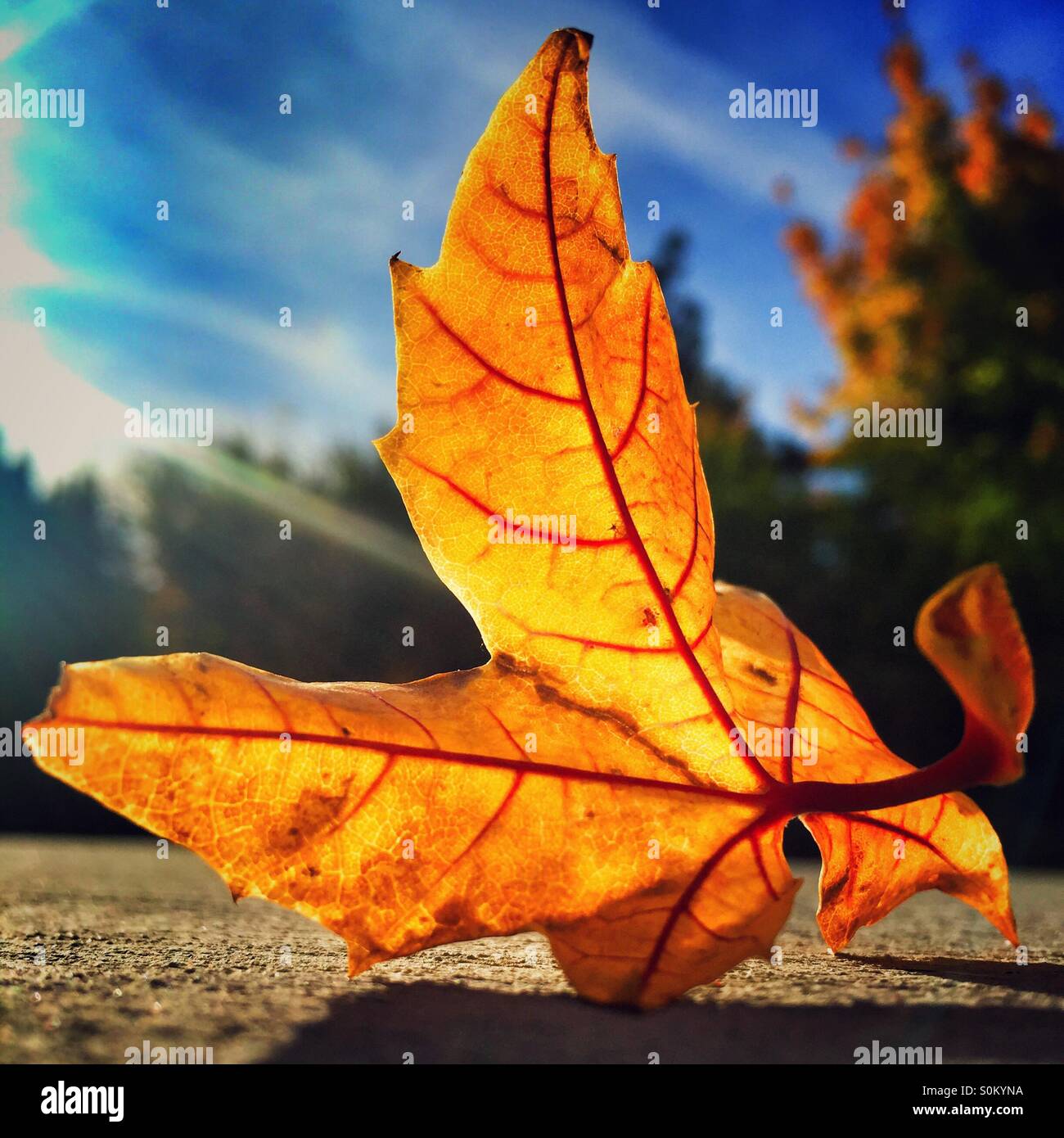 Sun is shining through this fallen yellow leaf showing its delicate details; with blue sky and trees in the background. - Smartphone Captured Stock Image