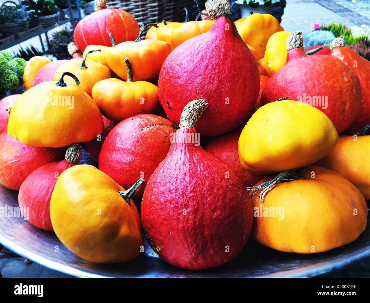 Light orange pumpkins hi-res stock photography and images - Alamy