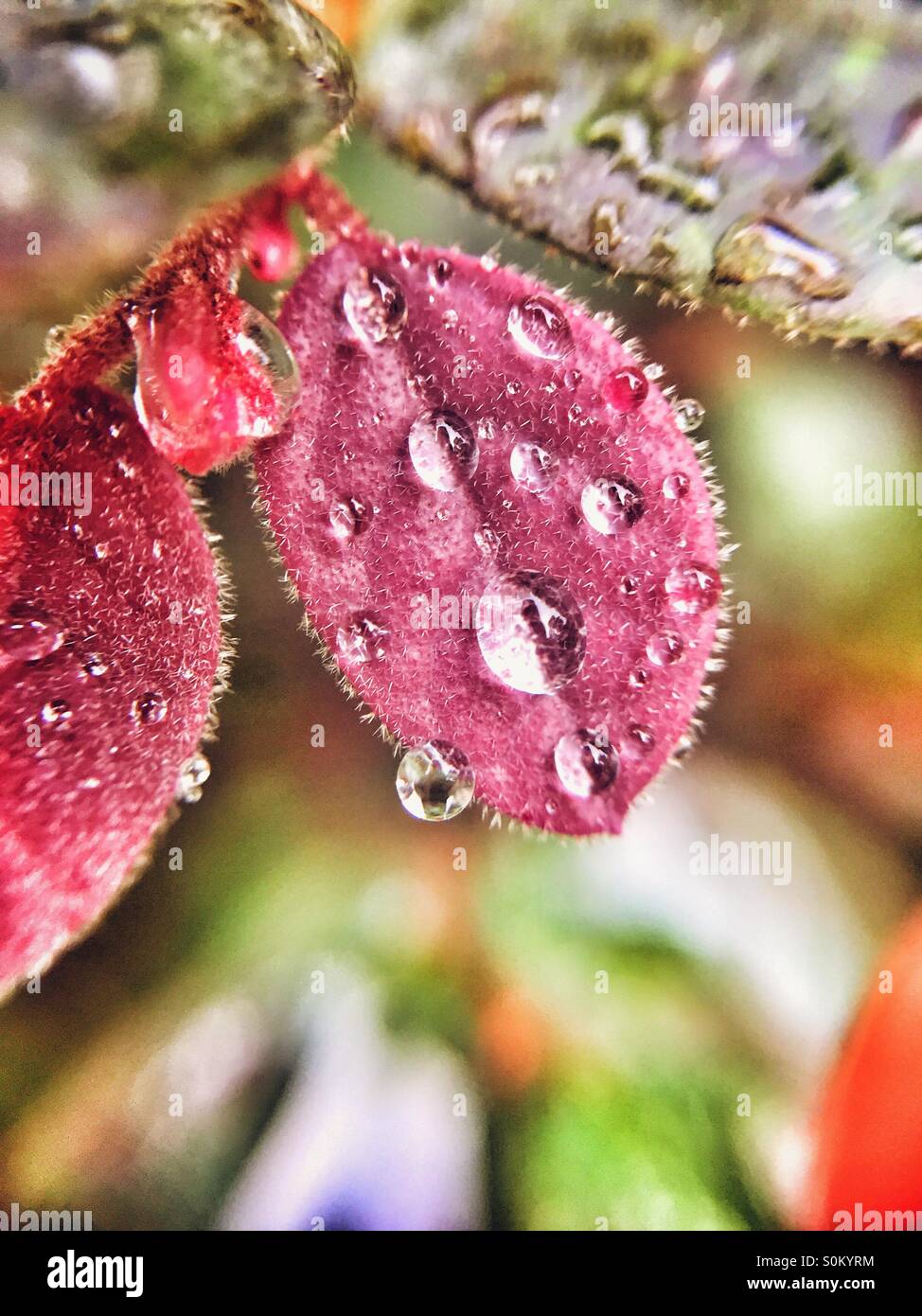 raindrops on a leaf Stock Photo