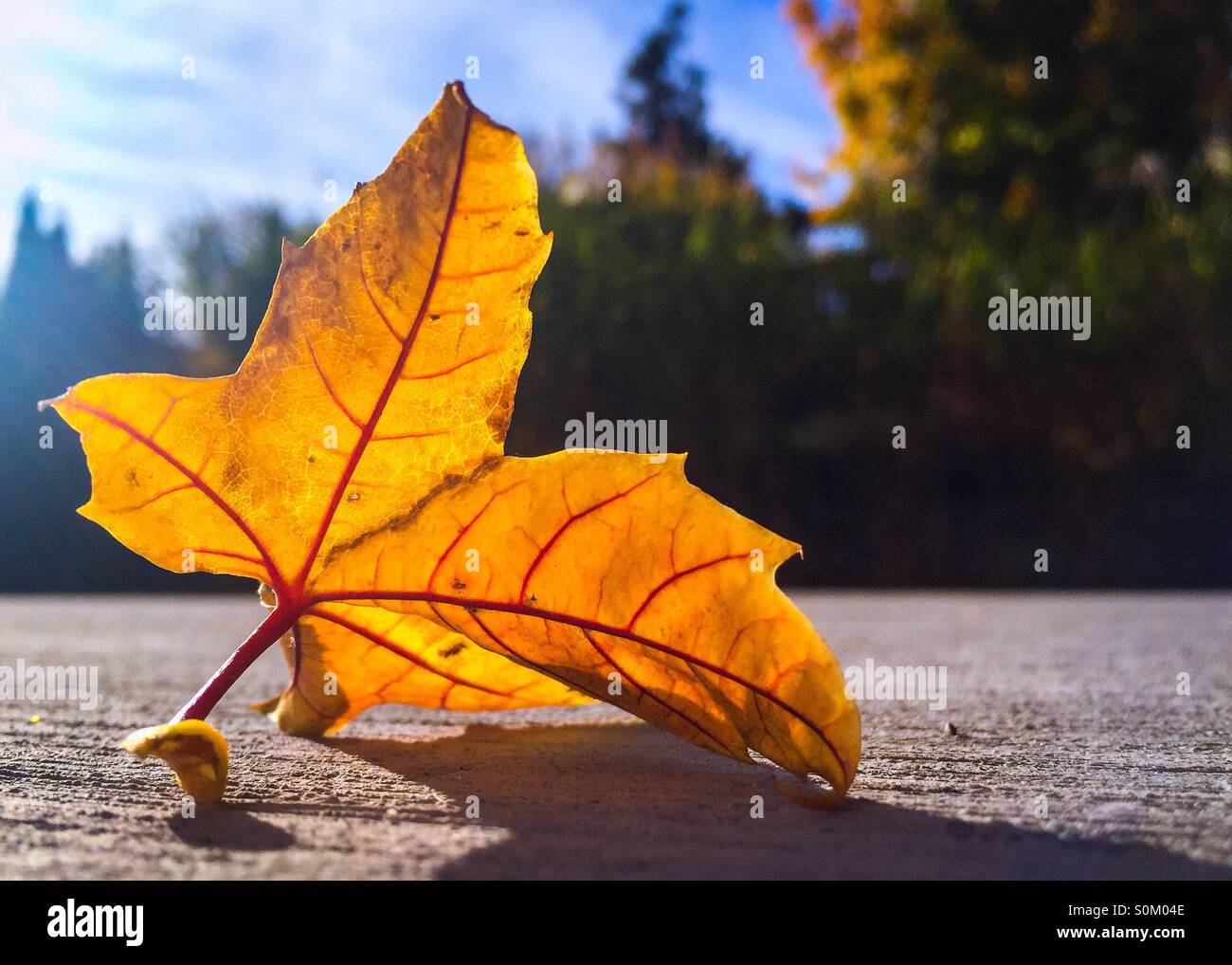 A yellow fallen leaf rests on the pavement casting a shadow, as the sun shines through it. Blue sky and trees in the background. - Smartphone Captured Stock Image