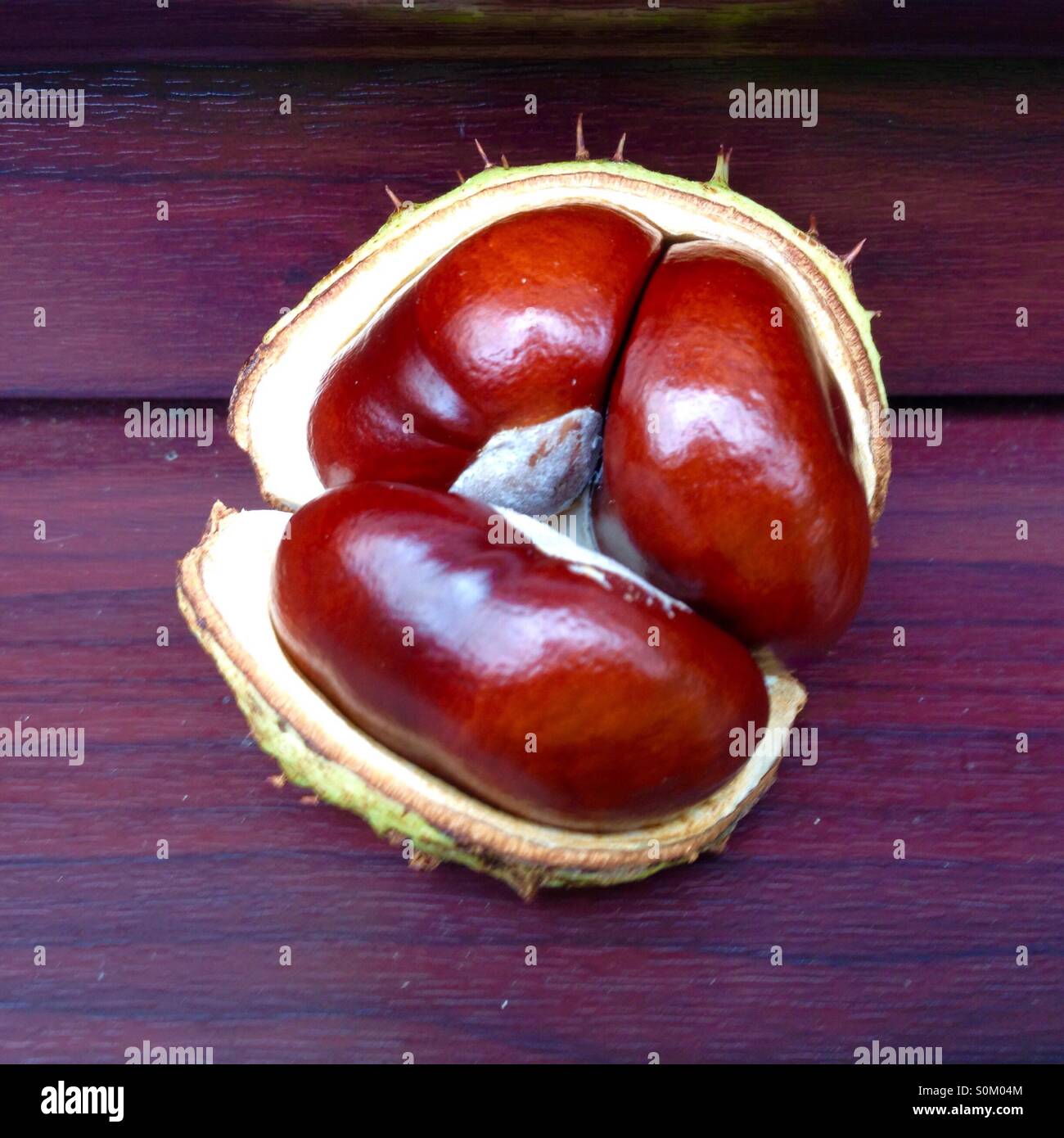 Three conkers in shell - Smartphone Captured Stock Image
