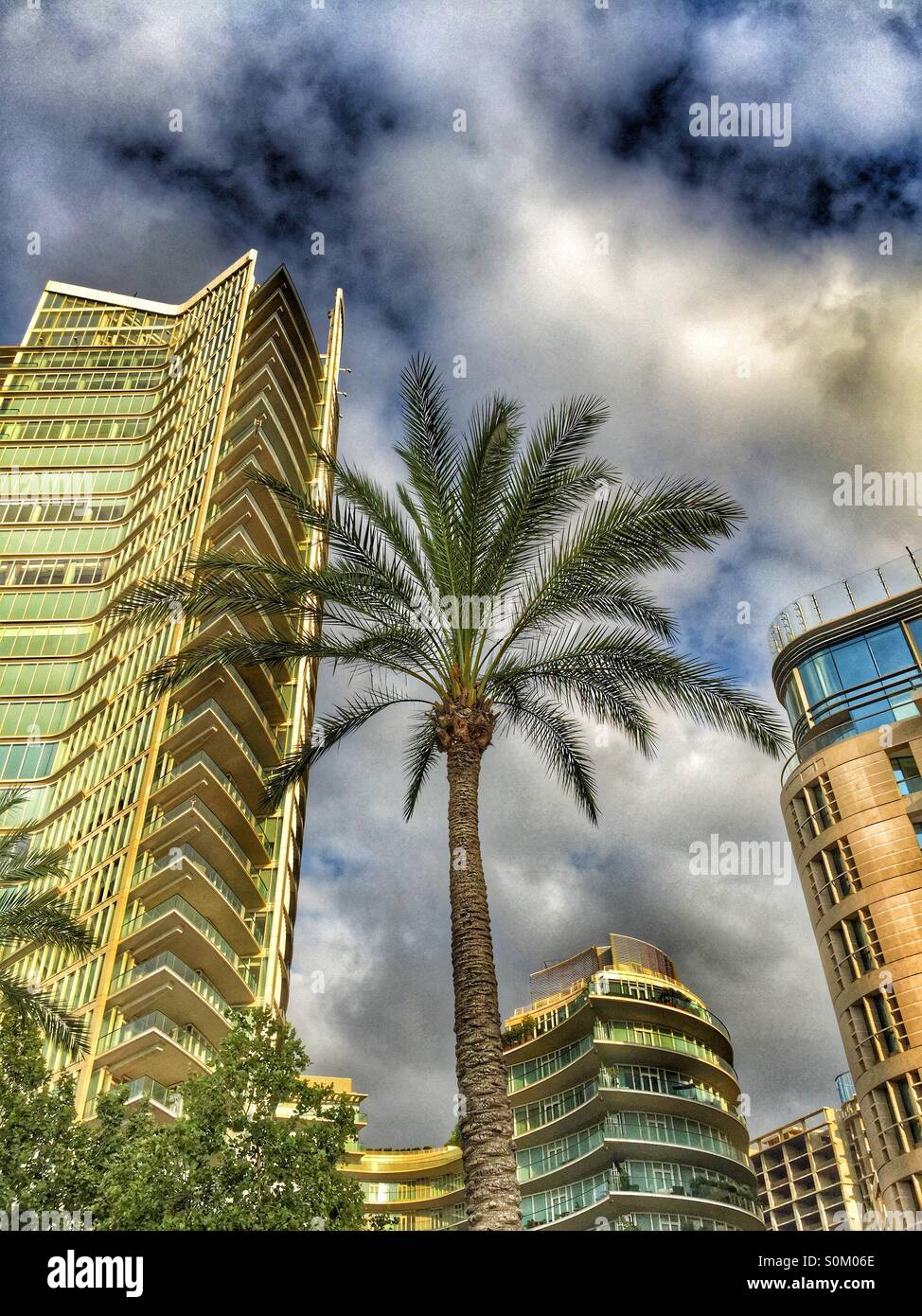 Palm tree Beirut lebanon Stock Photo
